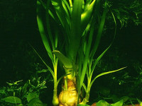 Снимка на Crinum thaianum, (J. Schulze, 1971)